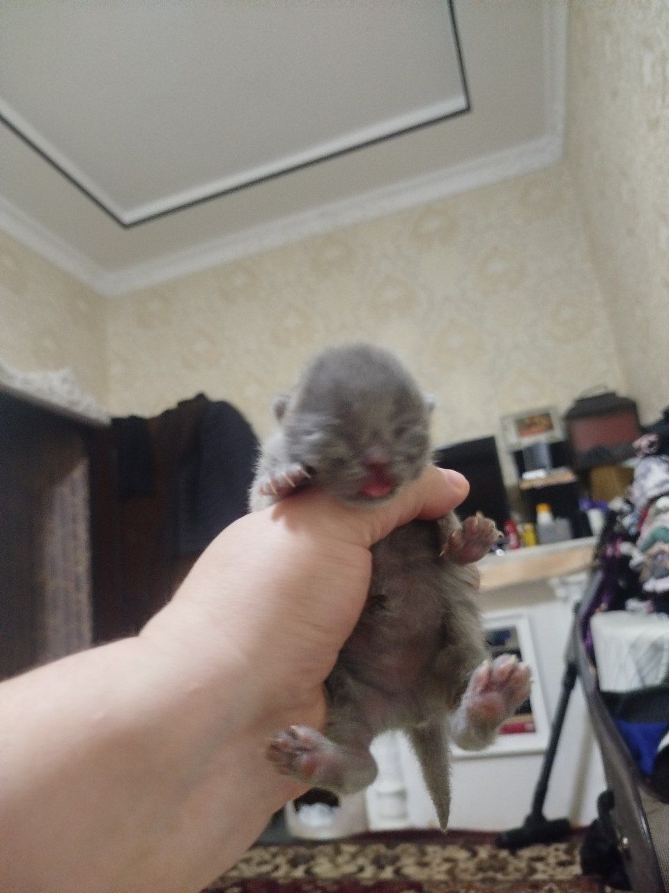 мушукчала сотилади хаммаси кулокчаси кат