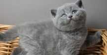 Băiat British shorthair blue disponibil imediat