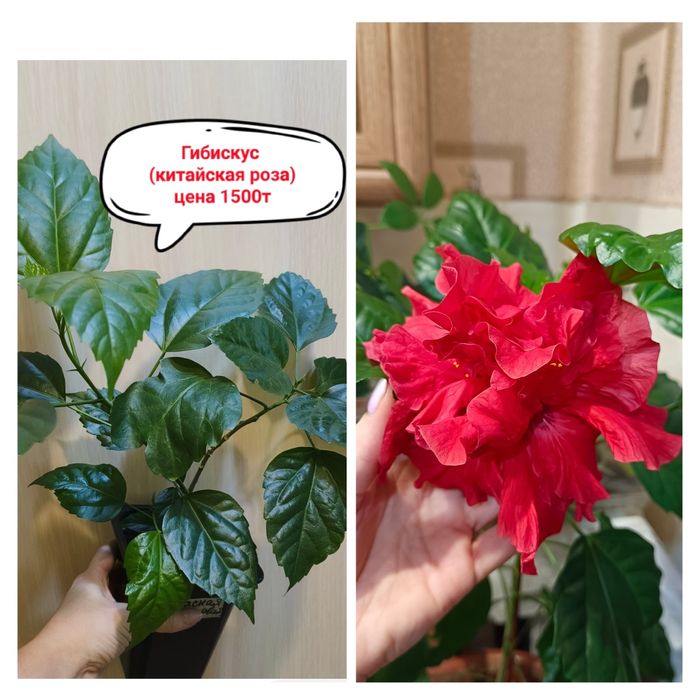 Продам комнатные цветы