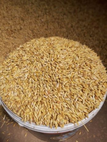 Продам ячмень пшеница кукуруза овёс отруби