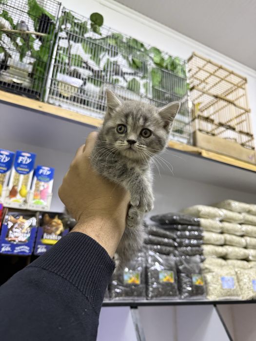 Скотиш страйт. Киз бола.