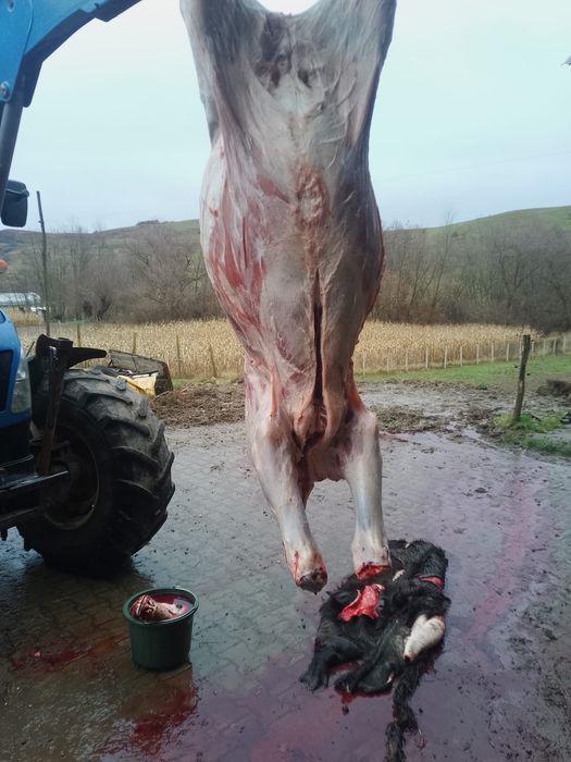 Vând carne de vițel mânzat viu