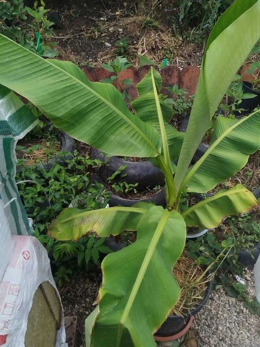 Bananier la ghiveci cam 150cm