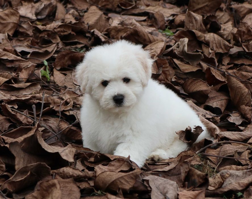 Bichon Frise cu pedigree FCI
