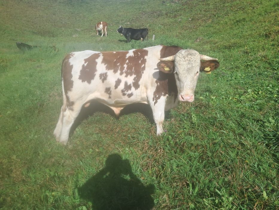 Bou bălțat românesc