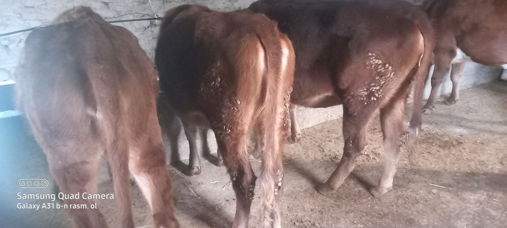 Boqilga.     gunojinlar   sodiladi   tel