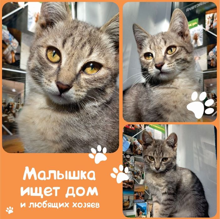 Отдам котёнка хорошим людям!