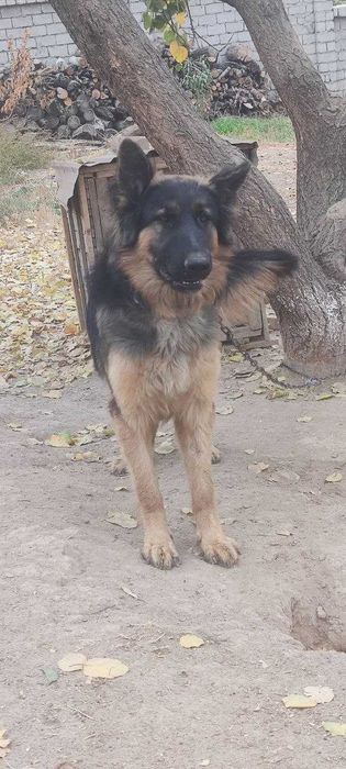 Немецкая овчарка