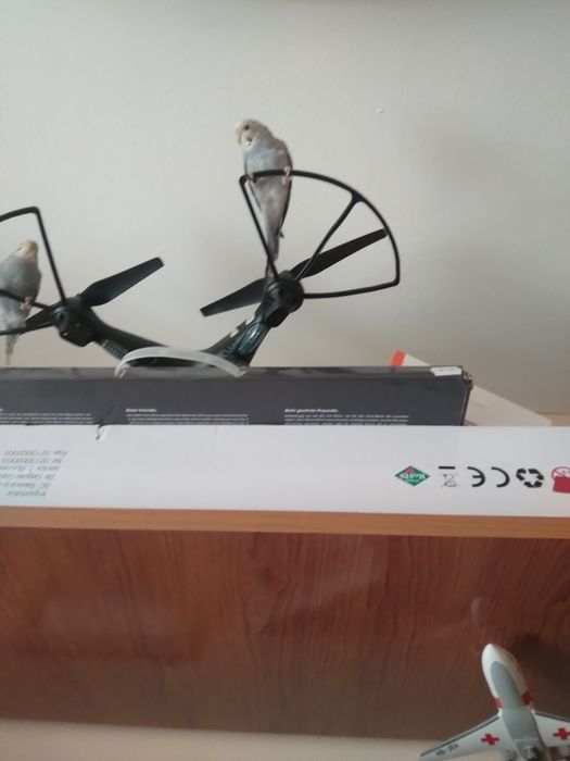 Papagal blând și colorat