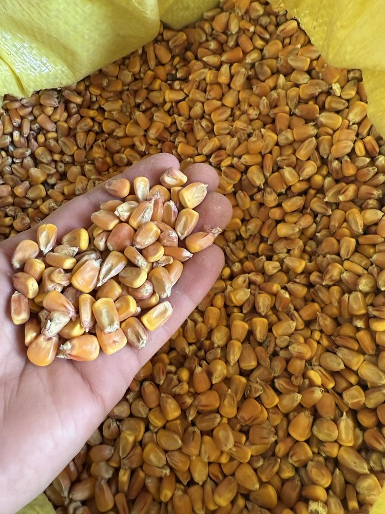 Макка, Жохори, Toza makka