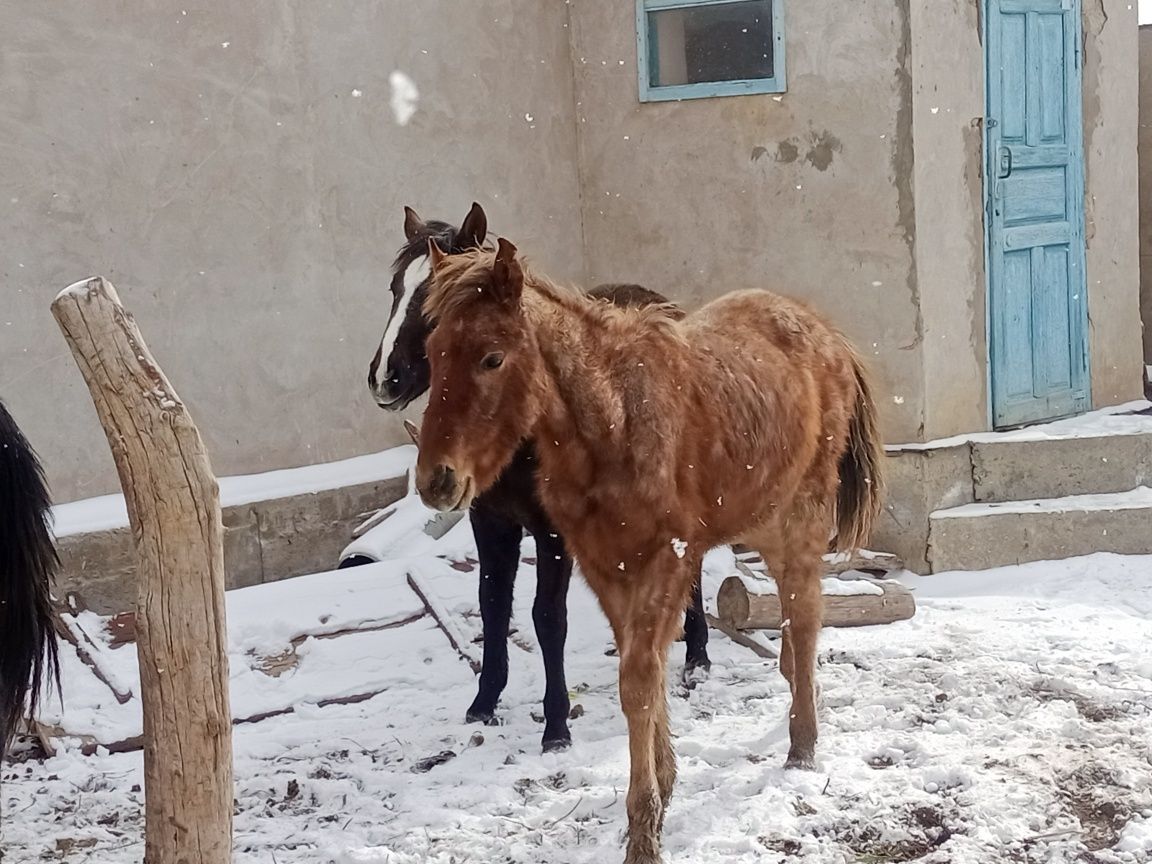 Еркек тайлар сатылады