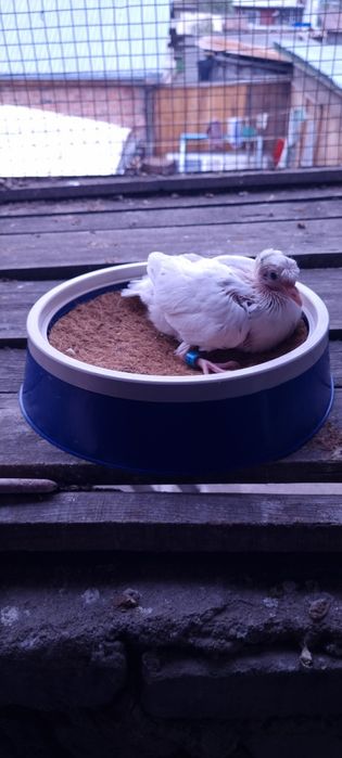 Гнёзда для голубей