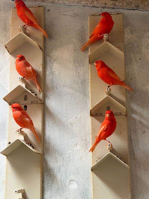 Canari roșii de vanzare