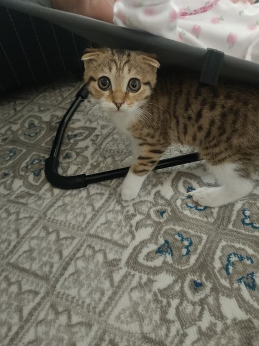 Veslouxiy muwukca sotiladi 200.000