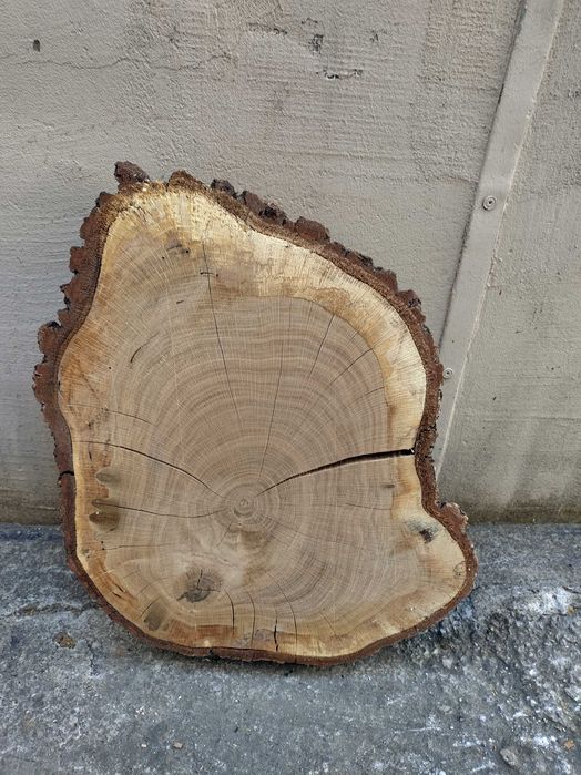 Rondele rădăcină de stejar/ felii rădăcină stejar