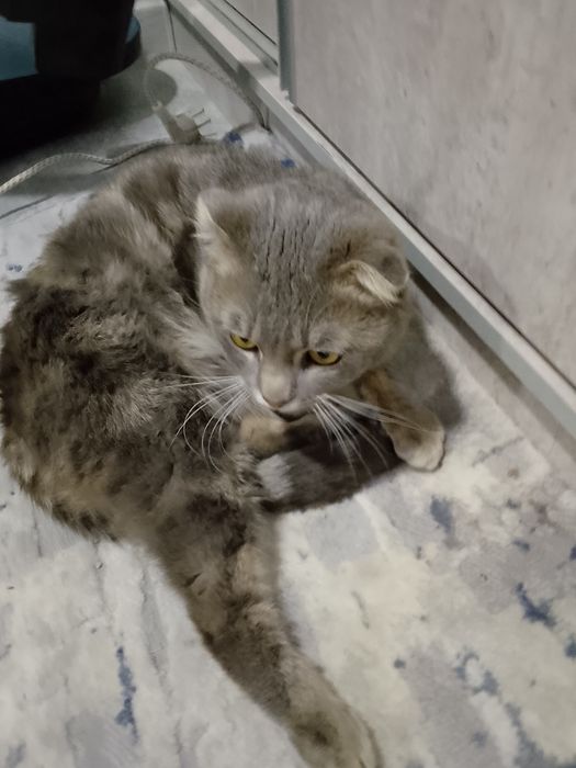 Qōshtirish uchun: scottish fold zoti 450mingdan