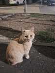 котик рыжий мальчик  бесплатно ручной