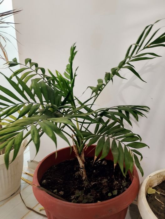 Продавам палми / цветя