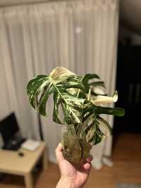cuttings monstera variegata