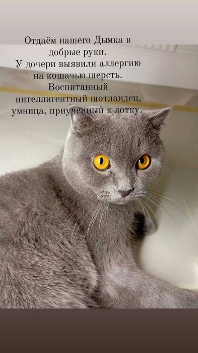 Отдам воспитанного шотландца в добрыe руки