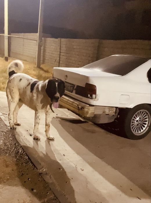 Алабай сатылады 11 айлык