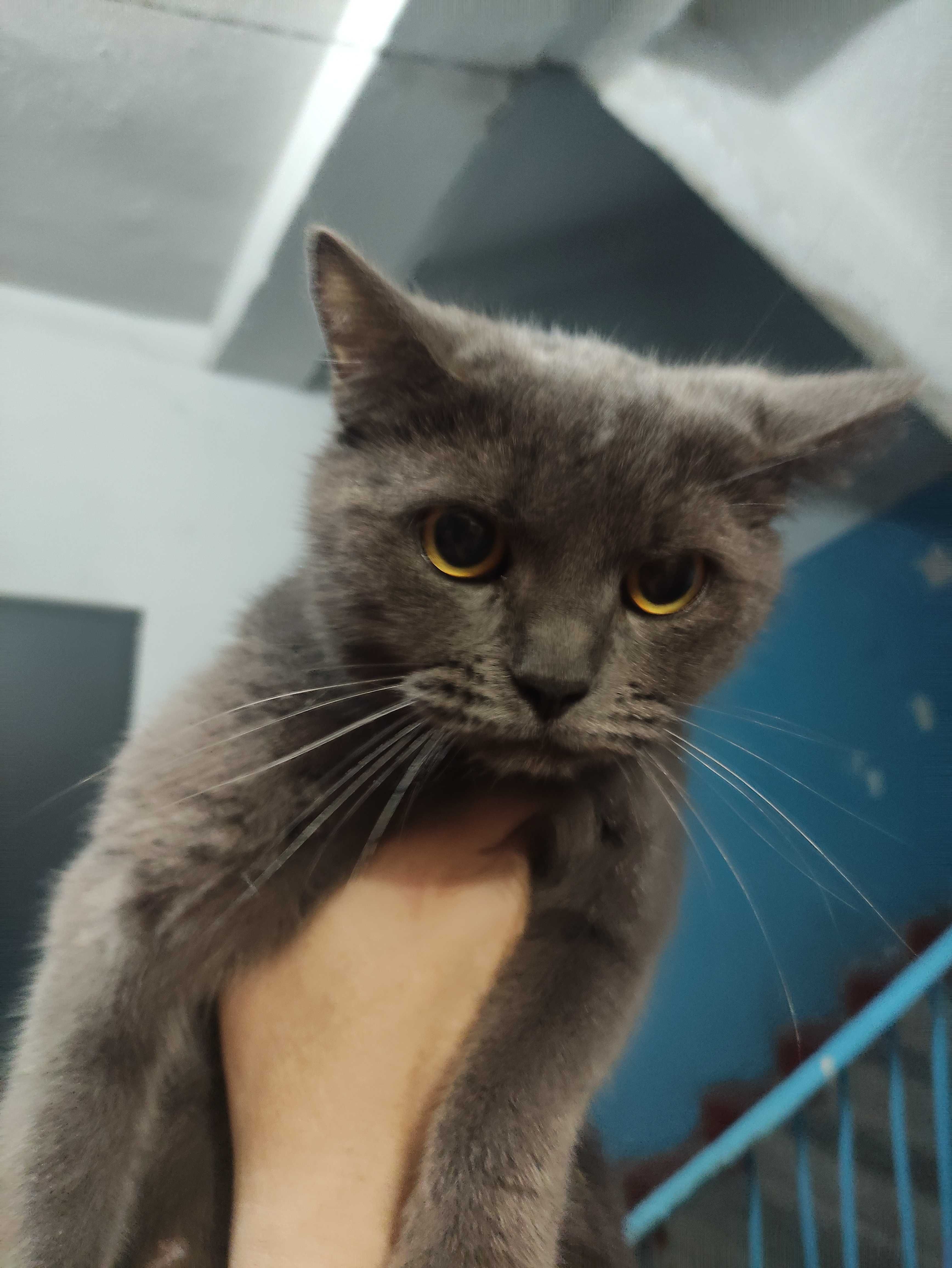 Животные: Коты и Кошки