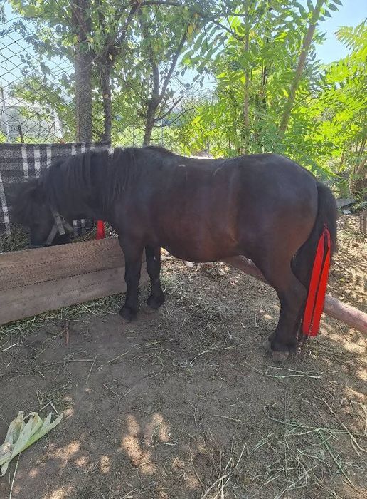 Ponei talie mica 2 ani foarte cuminte