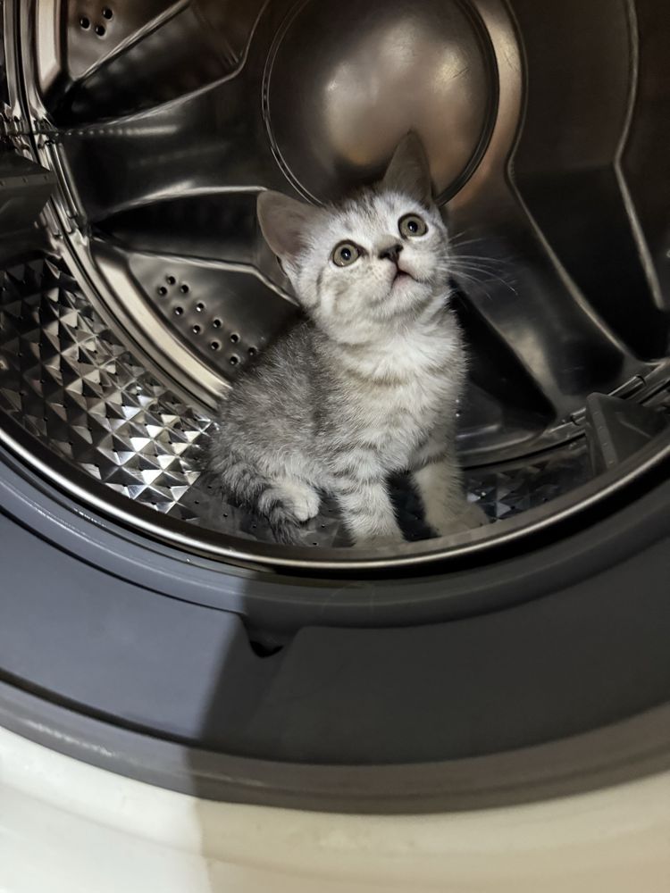 Котята скотиш страйт