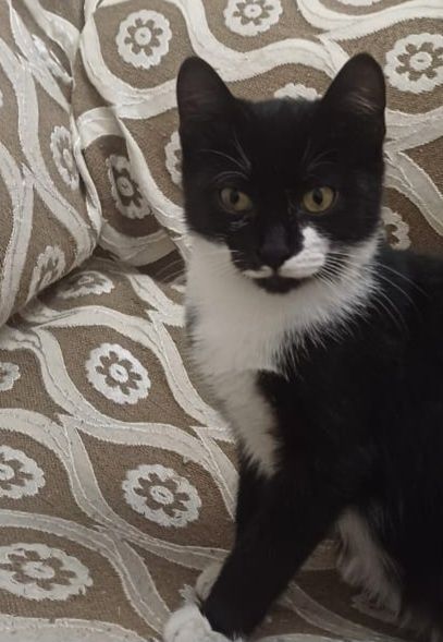 Отдам кошку бесплатно