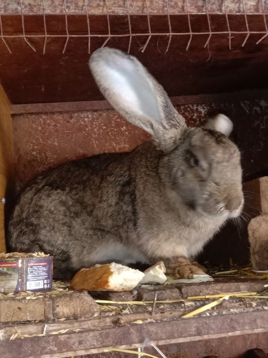 Продам кроликов разных пород все кролики здоровые прививки зделаны