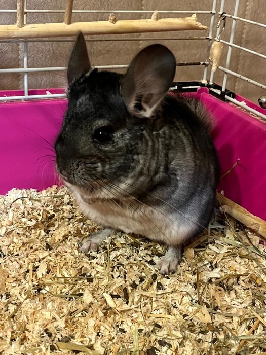 Cuplu de chinchilla/ sinsila/ cincila