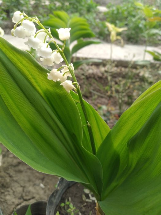 Камеб ва кадимий ландыш гул нихоллари сотилади