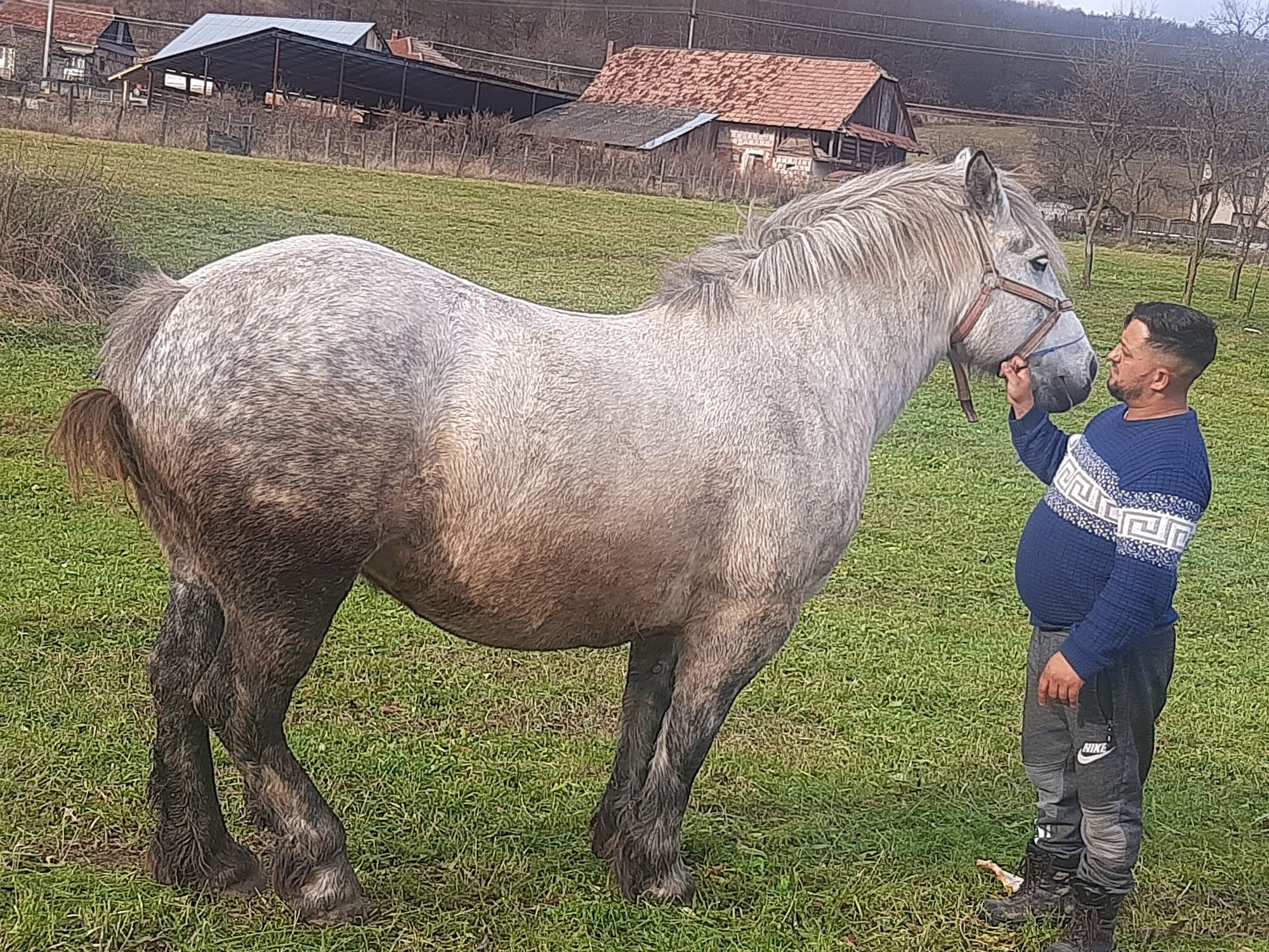 Iapa de vanzare de 5 ani cu pasaport