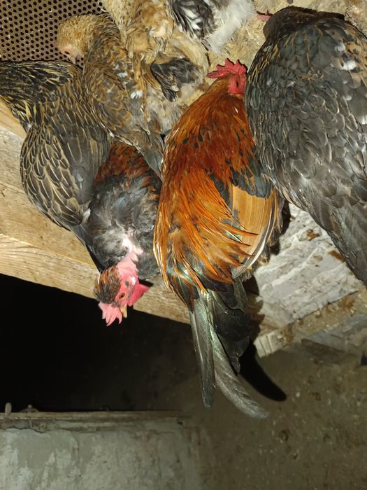 Vând cocoși pitici sau pereche