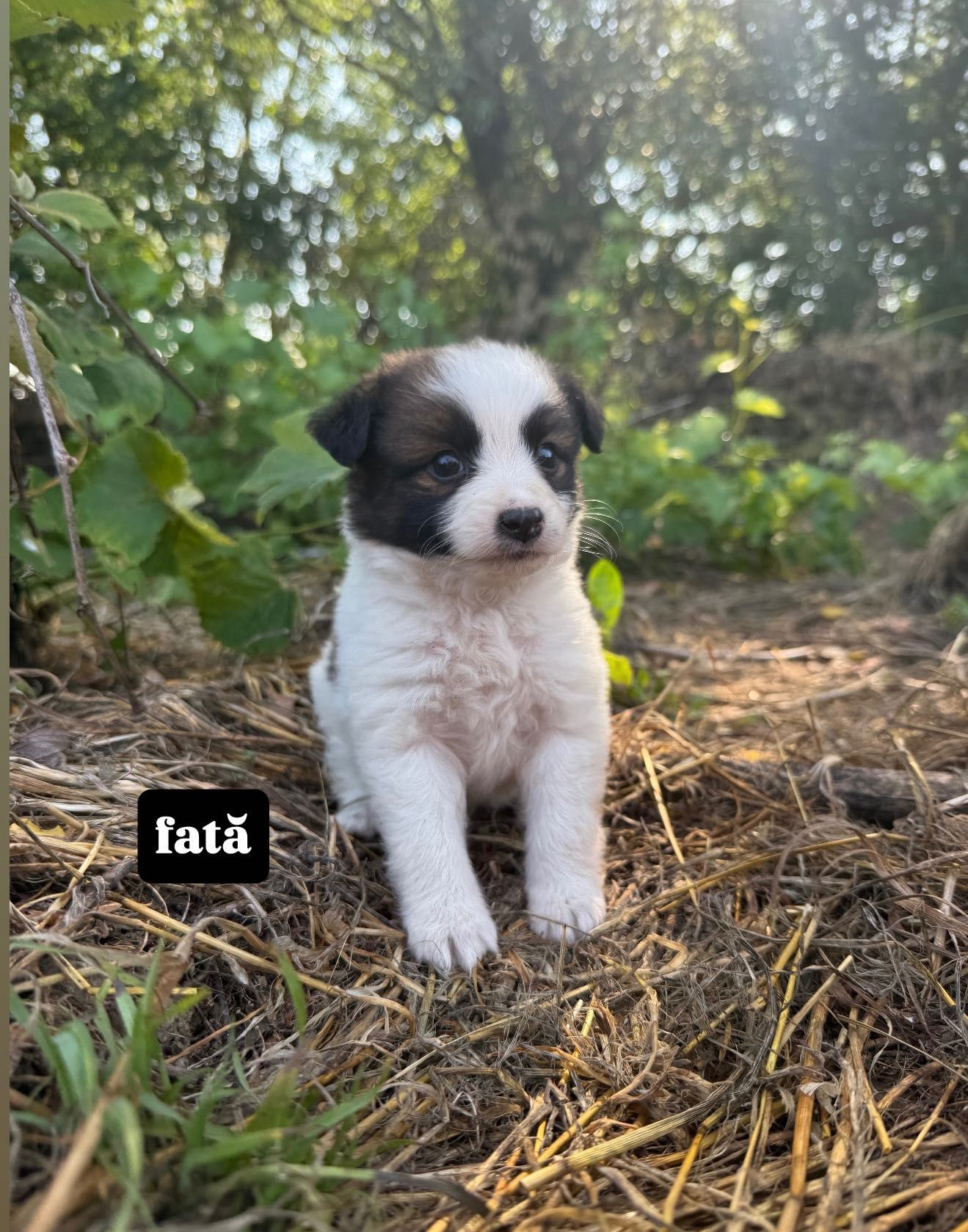 Cățeluși spre adopție