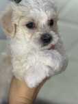 Vand bichon havanez