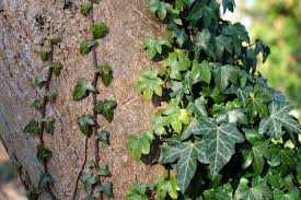 Бръшлян - Хедера обикновен (Hedera)