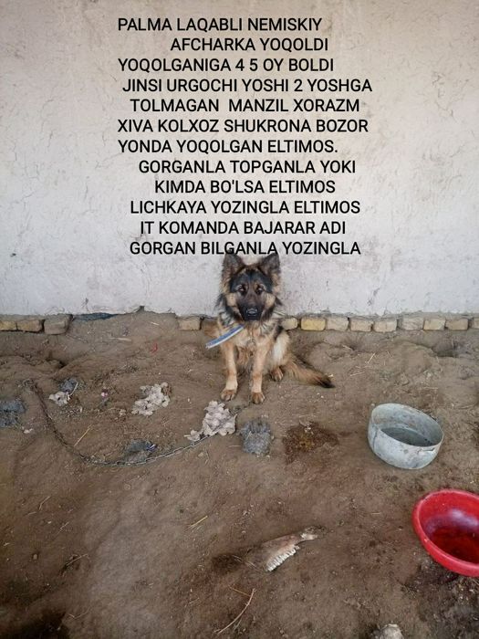 Nemiskiy afcharka