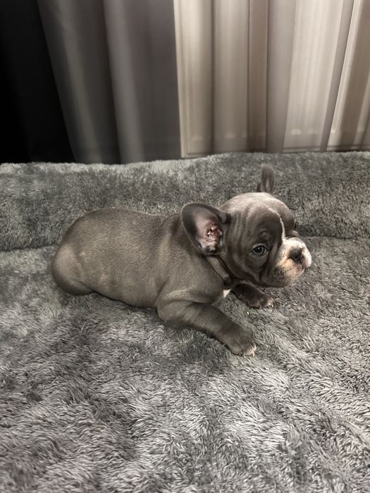 Pui Bulldog Francez Mascul Blue