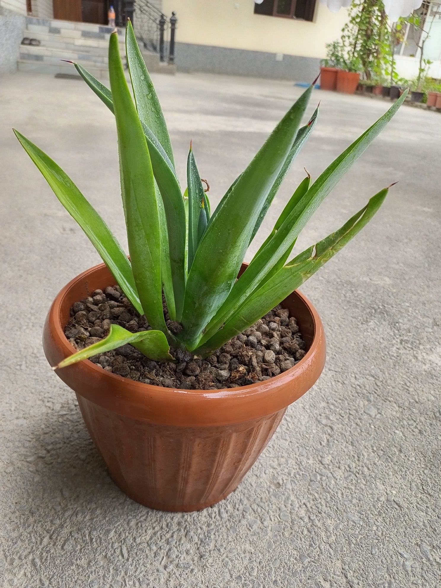 Agava (lotincha: Agave)