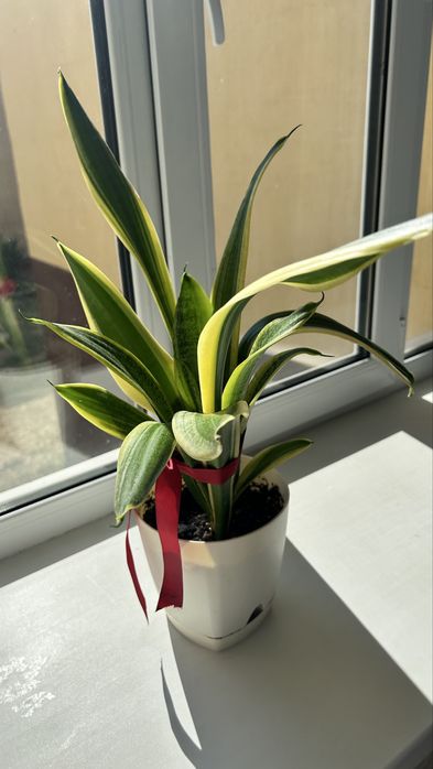 Цветы домашние комнатные