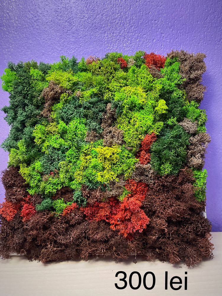 Tablou cu licheni stabilizati  40x40 cm