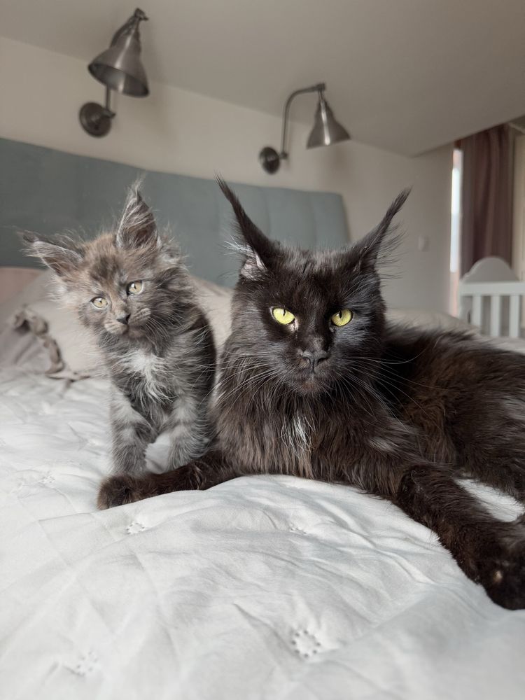 Мейн кун котенца / Мейн куун котенца / Maine coon kittens
