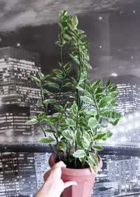Продам взрослое растение педилантус.