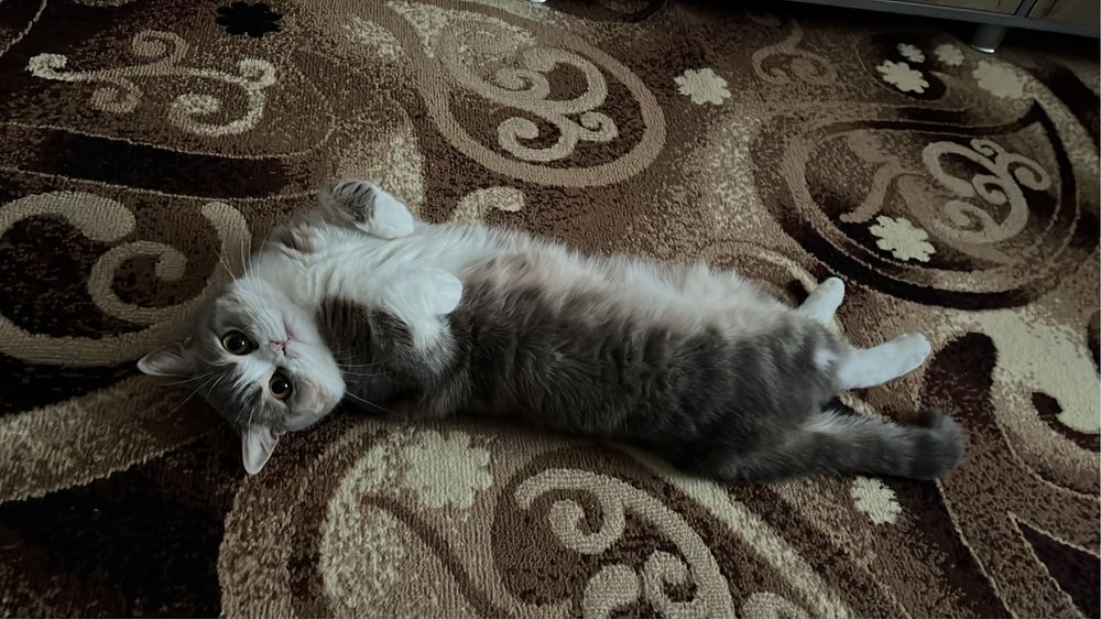 Продам ласковую кошку в добрые руки.