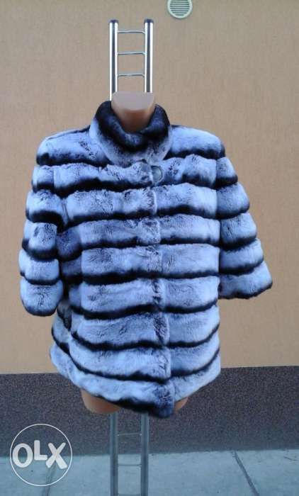 haina blana rex chinchilla