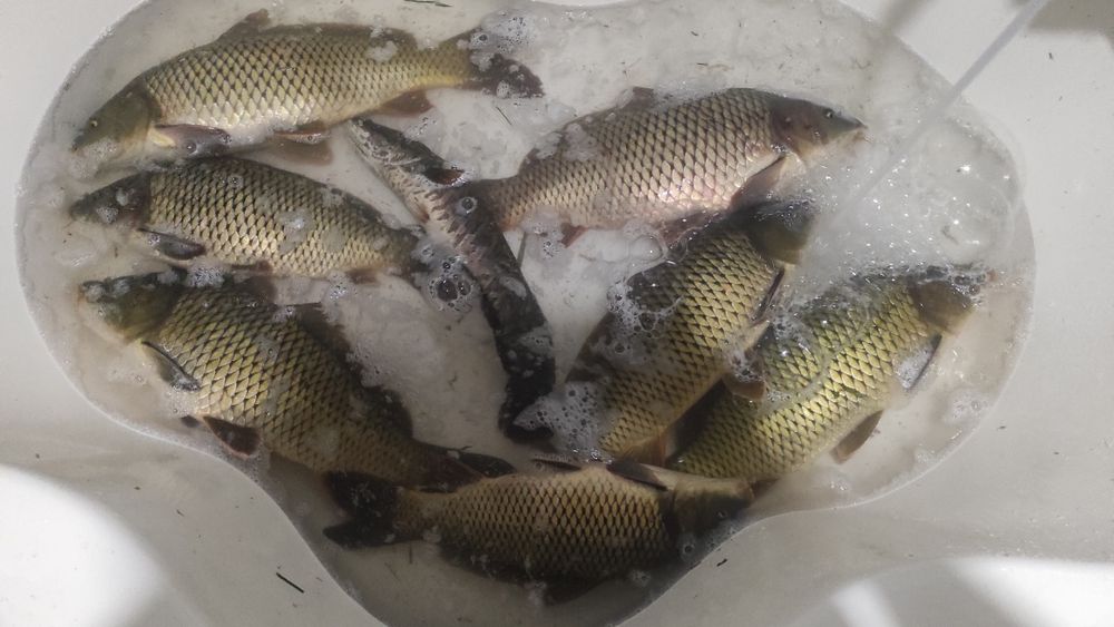 Продаю свежую живую рыбу змей голов  и сазан