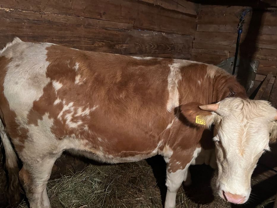 Junincă de vânzare