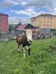 Vand vaca baltata romaneasca