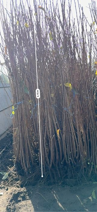 Ciresi - soiuri certificate